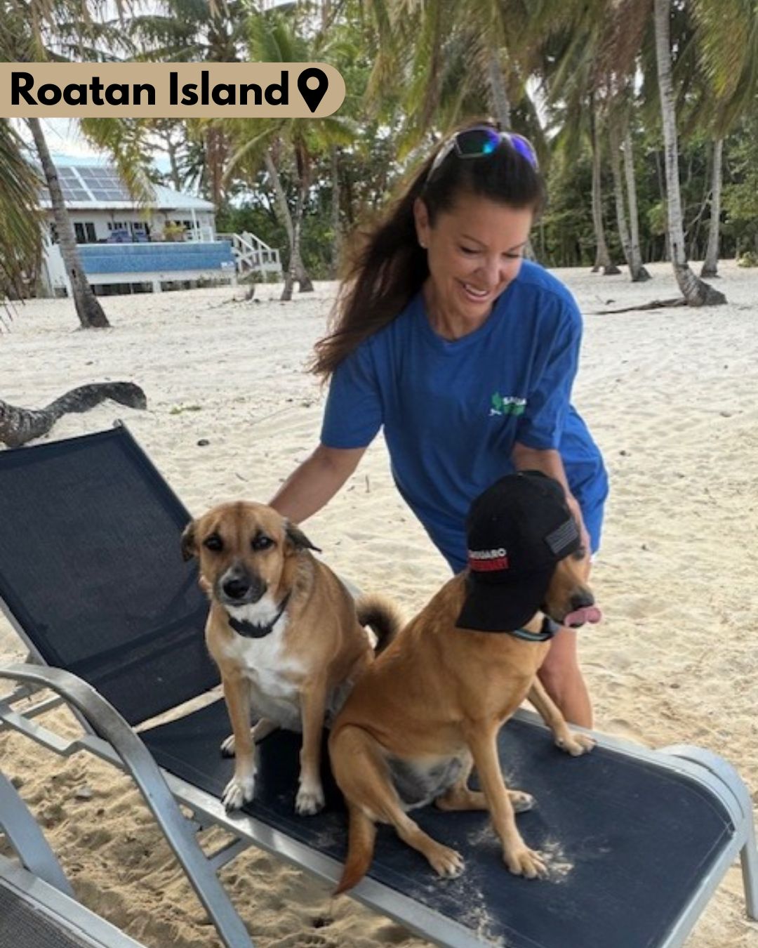 Two dogs sit on a lounge chair on a beach in Honduras. 