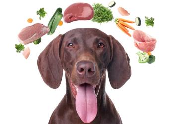 Why Feed Your Dog as You Feed Yourself?
