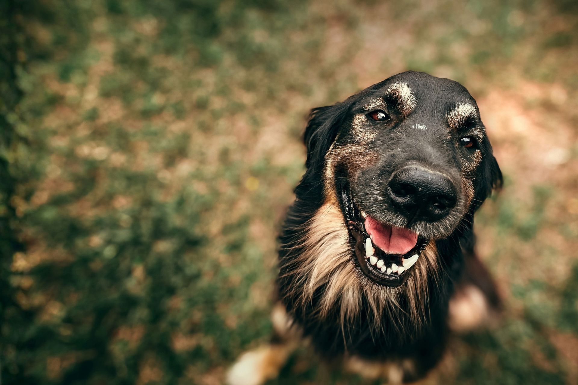 Black and tan dog sits outside with clean teeth.