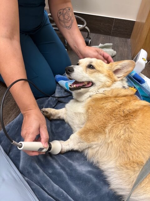 Canine Laser Therapy Canine Laser Therapy